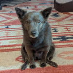 Un Schipper Chi assis sur une moquette et regardant vers la caméra  