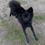 Un Schipper Chi courant sur un terrain herbeux et regardant vers la caméra