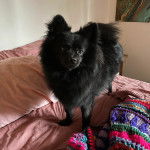 Un Schipper Chi sur un lit et regardant vers la caméra 