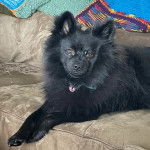 Un Schipper Chi allongé sur un canapé et portant un collier autour du cou