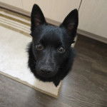 Un Schipper Chi assis sur un tapis et regardant vers la caméra 