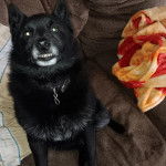 Un Schipper Chi assis sur un canapé et portant un collier autour du cou
