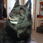 Un Schipper Chi assis et portant un collier autour du cou