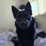 Un Schipper Chi assis et regardant vers la caméra 