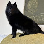 Un Schipper Chi assis sur un canapé et regardant vers la caméra