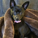 Un Schipper Chi assis sur un canapé et portant un collier autour du cou