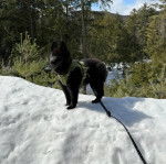 Un Schipper Chi sur une surface enneigée et qui est tenu en laisse 