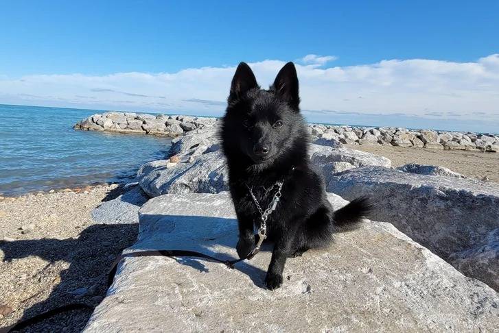 Un Schipper Chi sur un rocher et qui est tenu en laisse 