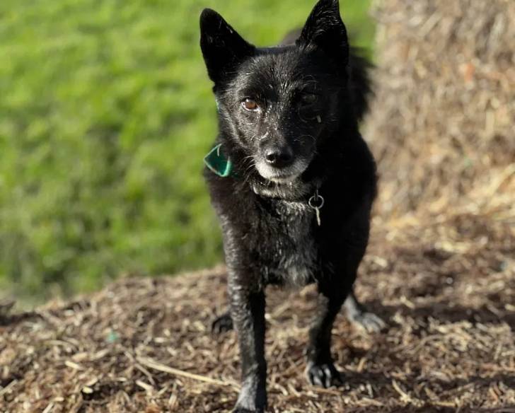 Un Schipper Chi marchant sur une surface herbacée et portant un collier autour du cou