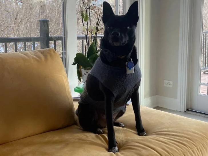 Un Schipper Chi portant un habit pour chien et un collier autour du cou