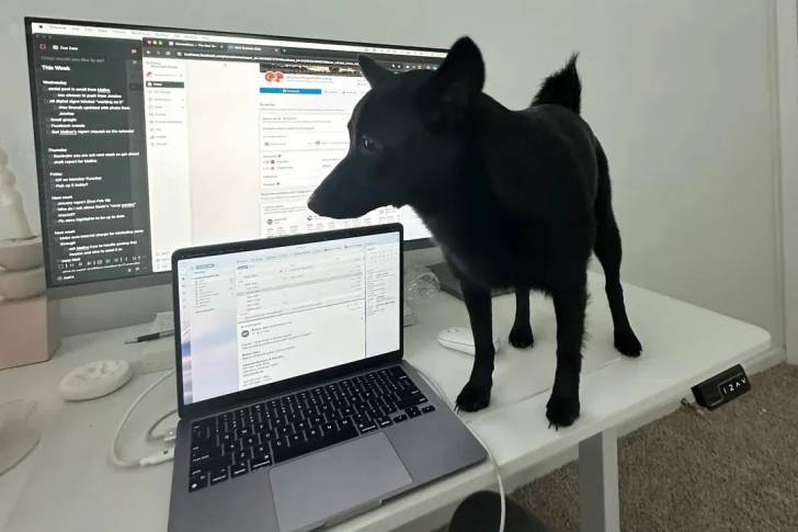 Un Schipper Chi sur un bureau et semblant détendu