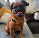 Un Chussel tirant la langue et portant un harnais 