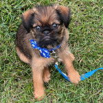 Un Chussel assis sur un terrain herbeux et qui est tenu en laisse 