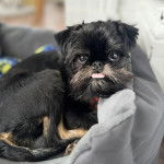 Un Chussel allong&eacute; et tirant la langue 