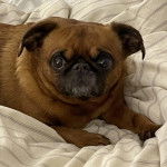 Un Chussel allong&eacute; sur un lit et regardant vers la cam&eacute;ra 