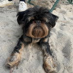 Un Chussel allong&eacute; sur une surface sableuse et qui est tenu en laisse 