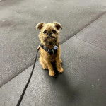 Un Chussel assis sur une surface b&eacute;tonn&eacute;e et qui est tenu en laisse