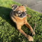 Un Chussel allong&eacute; sur une surface herbac&eacute;e et ayant un b&acirc;ton entre ses pattes