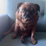 Un Chussel assis dans un fauteuil et semblant d&eacute;tendu 