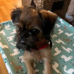 Un Chussel allong&eacute; et portant un harnais 