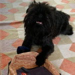 Un Chussel allong&eacute; sur une moquette et semblant d&eacute;tendu 