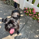 Un Chussel sur une surface b&eacute;tonn&eacute;e et tirant la langue 