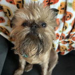 Un Chussel assis sur un canap&eacute; et semblant d&eacute;tendu 