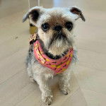 Un Chussel assis sur un sol carrel&eacute; et portant un harnais