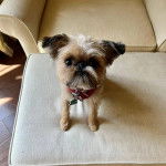 Un Chussel sur un canap&eacute; et portant un collier autour du cou