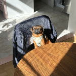 Un Chussel regardant vers la cam&eacute;ra et portant un harnais 