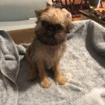 Un Chussel assis sur une serviette et semblant d&eacute;tendu 