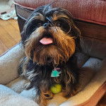 Un Chussel tirant la langue et portant un collier autour du cou