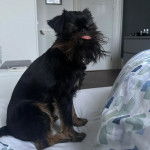 Un Chussel assis sur un lit et tirant la langue 