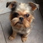 Un Chussel assis sur un sol carrel&eacute; et regardant vers la cam&eacute;ra 