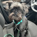 Un Chussel sur le si&egrave;ge d'une voiture et qui est tenu en laisse 