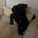 Un Chussel assis dans un panier et semblant d&eacute;tendu 