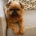 Un Chussel allong&eacute; sur un canap&eacute; et regardant vers la cam&eacute;ra 