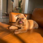 Un Chussel allong&eacute; sur un canap&eacute; et tirant la langue 