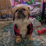 Un Chussel assis sur un tapis et portant un habit pour chien 