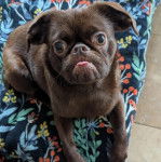 Un Chussel allong&eacute; et tirant la langue 