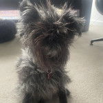 Un Chussel assis sur une moquette et portant un collier autour du cou 