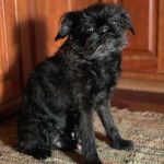 Un Chussel assis sur un tapis et regardant vers la cam&eacute;ra 