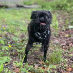 Un Chussel sur un terrain herbeux et portant un collier autour du cou
