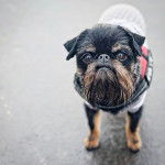 Un Chussel regardant vers la cam&eacute;ra et portant un collier autour du cou