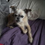 Un Chussel allong&eacute; sur un lit et semblant d&eacute;tendu 