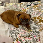 Un Chussel allong&eacute; sur un lit et regardant vers la cam&eacute;ra 