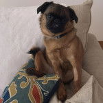 Un Chussel assis sur un canap&eacute; et portant un collier autour du cou