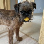 Un Chussel sur un plancher et ayant une balle de tennis dans sa gueule 