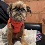 Un Chussel assis sur un canap&eacute; et portant un harnais 