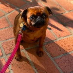 Un Chussel assis sur un sol pav&eacute; et qui est tenu en laisse 